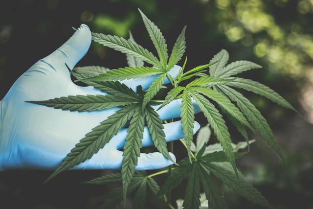 Cannabis et Cultures Autochtones : Une Perspective Mondiale