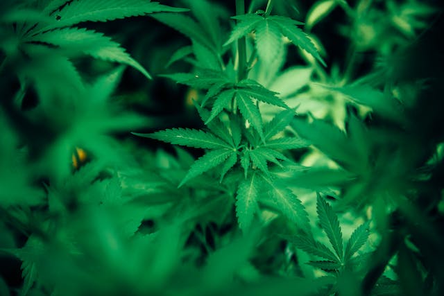 Cannabis et Technologie : L’Explosion des Innovations dans l’Industrie de la Marijuana