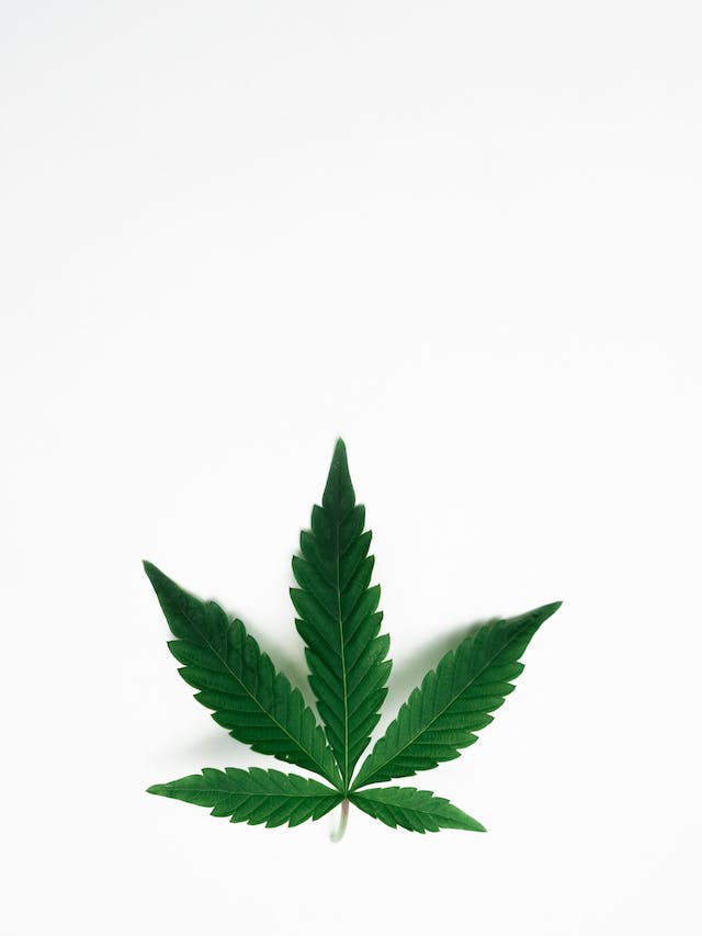 CBD Contre l’Inflammation : Un Anti-Inflammatoire Naturel